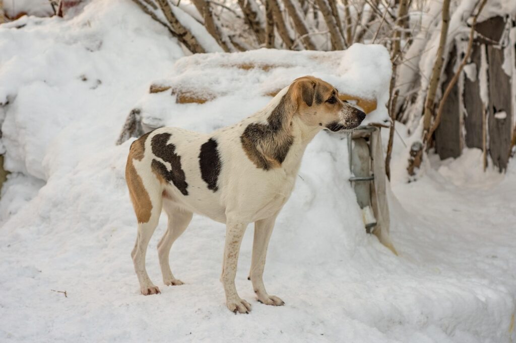 ダイエットサプリの乳酸菌はいつ飲むのが効果的ですか？