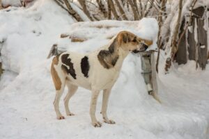 ダイエットサプリの乳酸菌はいつ飲むのが効果的ですか？