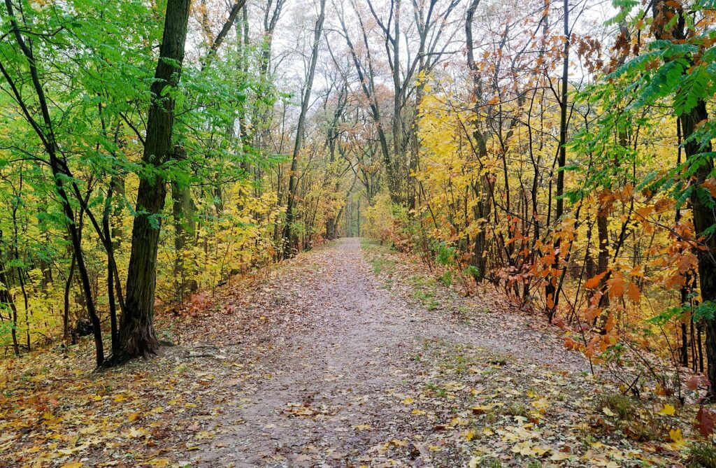 ダイエットサプリの鉄分には副作用があるか？