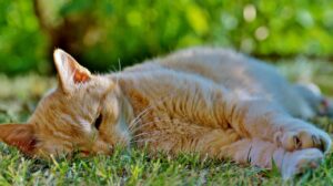 夜勤明けに寝れない時の頭痛の対処法は？