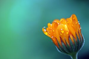 ダイエットサプリの葛の花イソフラボンはいつ飲むのが効果的ですか？