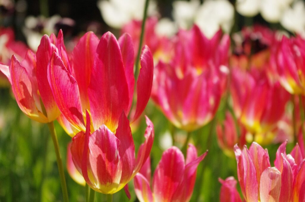 ダイエットサプリと葛の花イソフラボンを併用していいのはどんな時？