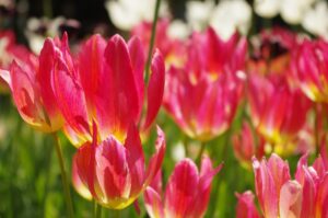 ダイエットサプリと葛の花イソフラボンを併用していいのはどんな時？