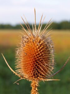 ダイエットサプリと難消化性デキストリンを併用していいの？